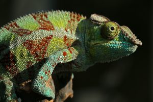 camaleon-adaptacion-cambios